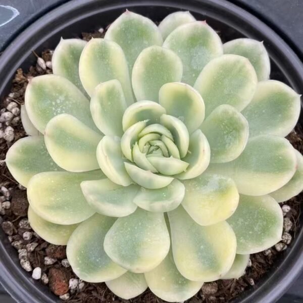 003. Echeveria ‘Strawberry Ice Variegata’