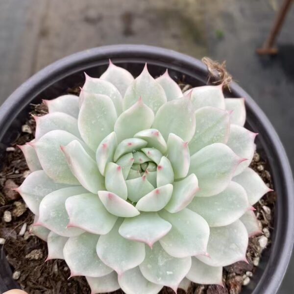042. Echeveria ‘TP Variegata’