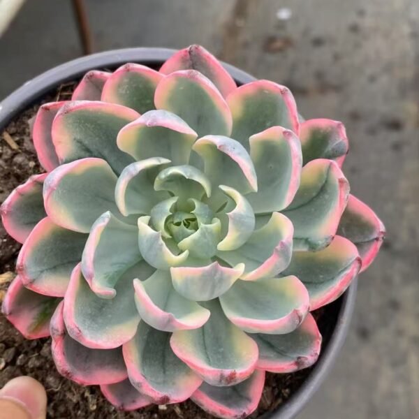 016. Echeveria ‘Tearless Variegata’