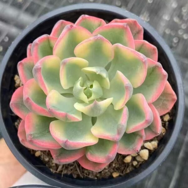 010. Echeveria ‘Tearless Variegata’