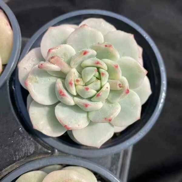 022. Echeveria ‘Vanilla Variegata’
