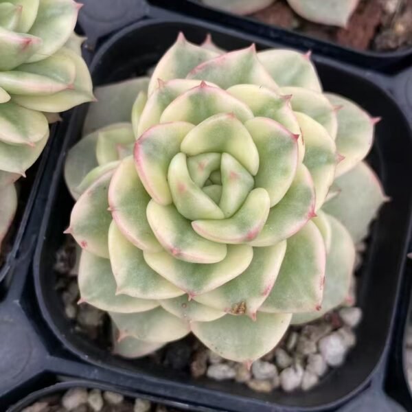 019. Echeveria ‘Wax Peony Variegata’