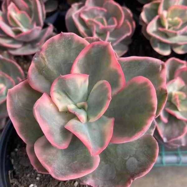 012. Echeveria ‘Xiu Yan Variegata’