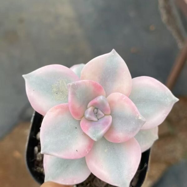 018. Echeveria ‘Zile Variegata’
