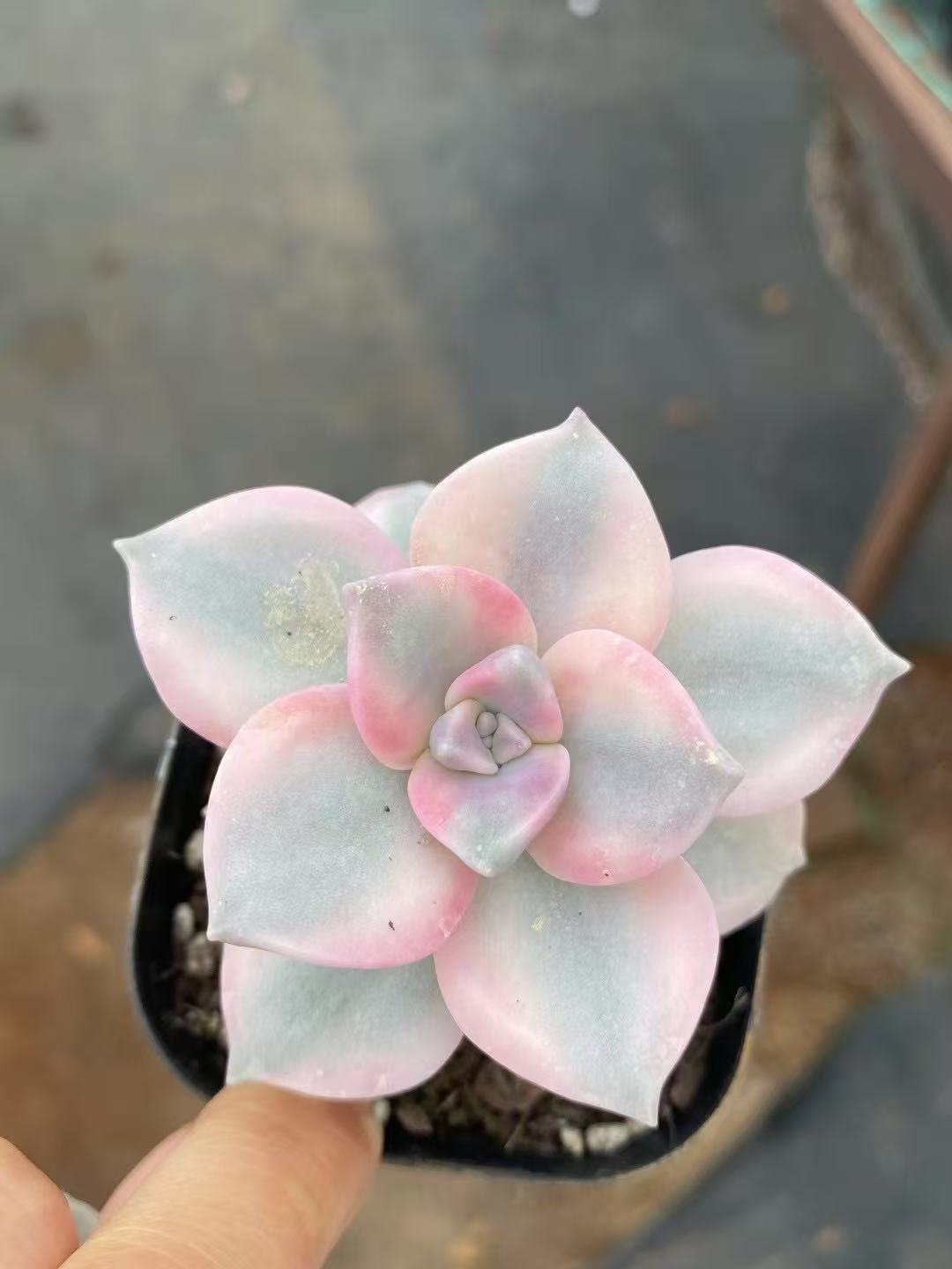Echeveria20Zile20Variegata25.jpg