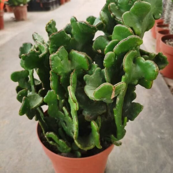 001. 001Pachycereus ‘Penghu Tree Cristata’