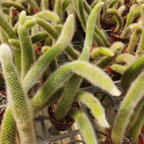 040. 002Myrtillocactus ‘Nine-Tailed Fox’