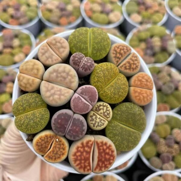 021. Lithops Mixed
