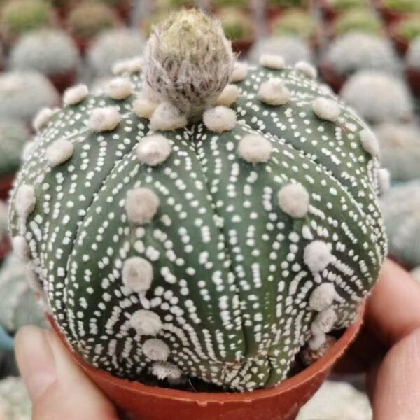 043. 003Astrophytum asterias ‘Super Kabuto’