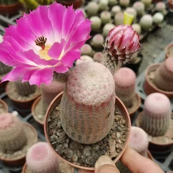 029. 005Gymnocalycium mihanovichii ‘Red Sun’