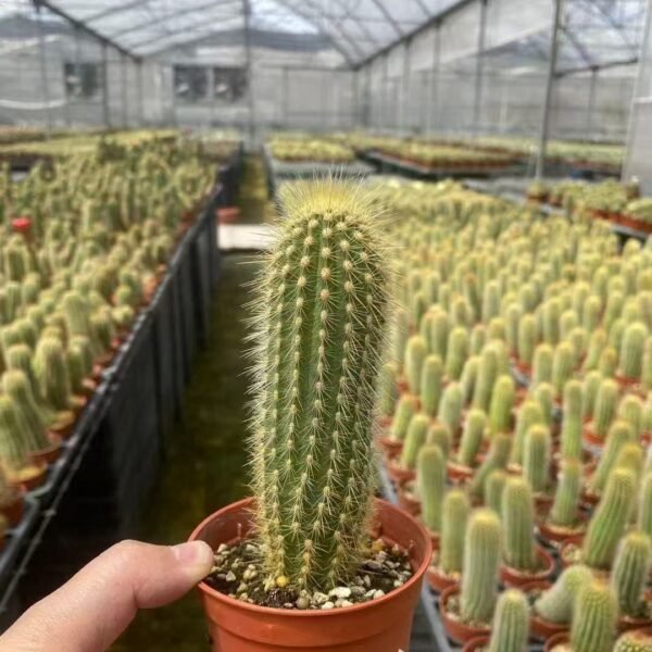 034. 006Espostoa lanata