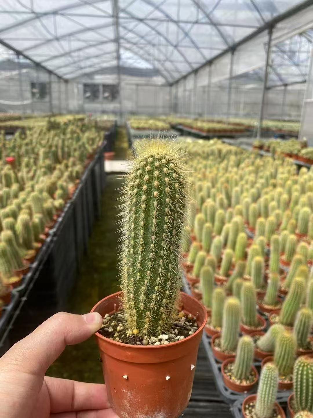 006Espostoa20lanata.jpg