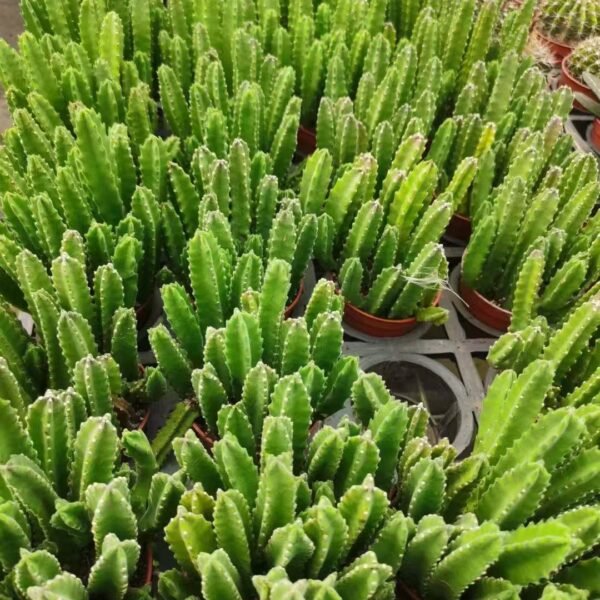 032. 007Cereus ‘Rhino Horn’
