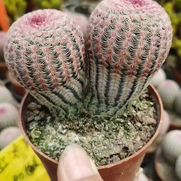 054. 008Gymnocalycium mihanovichii ‘Red Sun Multicrown’