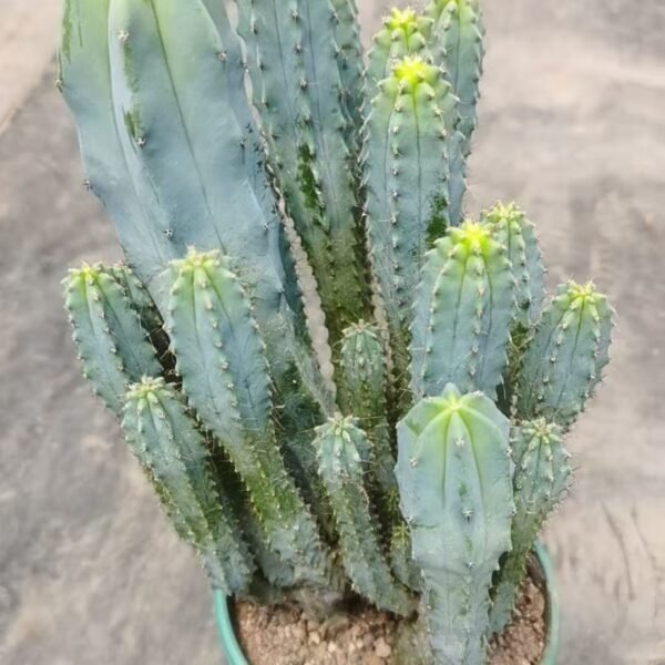 035. 009Pachypodium ‘Tairyu Tree’