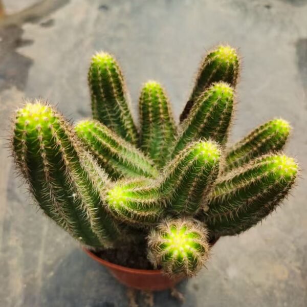049. 010Euphorbia ‘Shirotan’