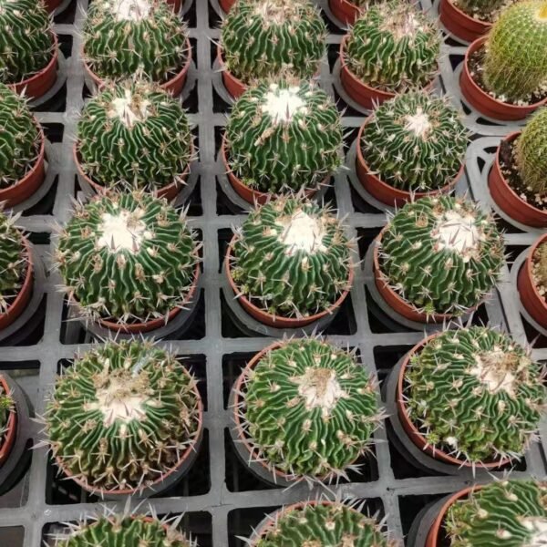 003. 011Mammillaria ‘Waves’
