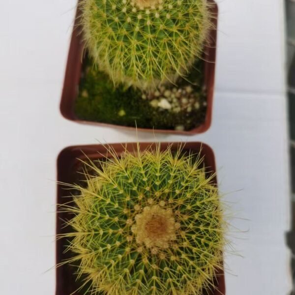 039. 012Mammillaria ‘Golden Crown’
