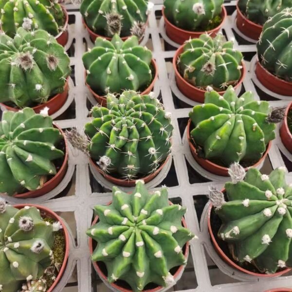 042. 013Mammillaria bocasana