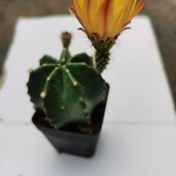 017. 014Mammillaria ‘Micro Shrimp’