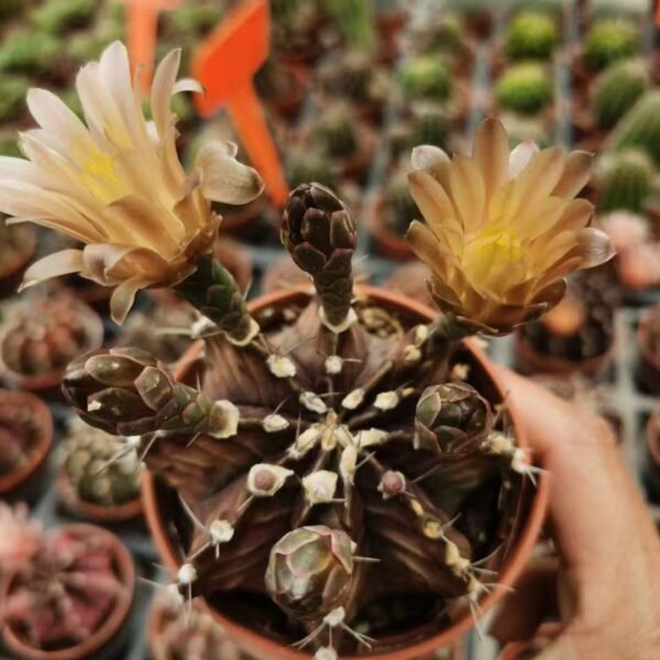041. 015Ariocarpus fissuratus f. variegata