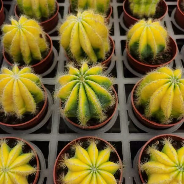 036. 016Myrtillocactus ‘Yellow Glow’