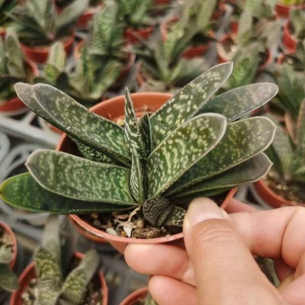 022. 017Bryophyllum daigremontianum
