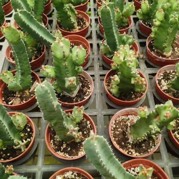 058. 018Euphorbia lactea ‘White Horn Kirin’
