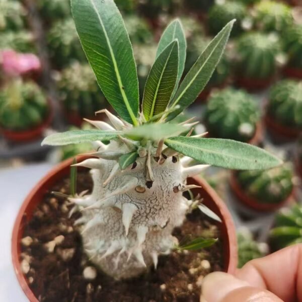 020. 019Cereus ‘Brazilian Queen’