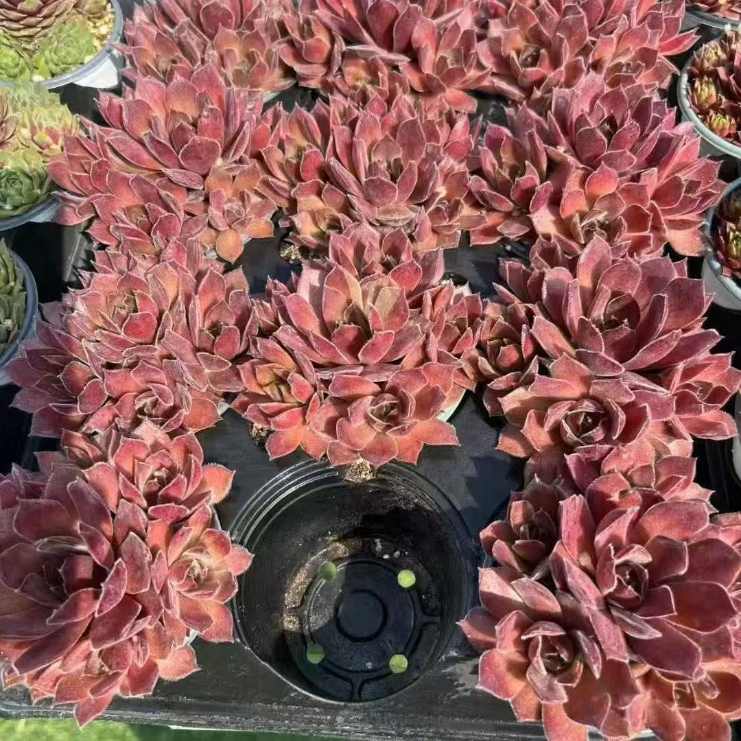034. 019Sempervivum ‘Pacadarn Cluster’