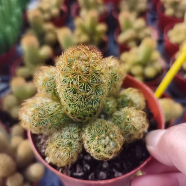 022. 020Cleistocactus winteri