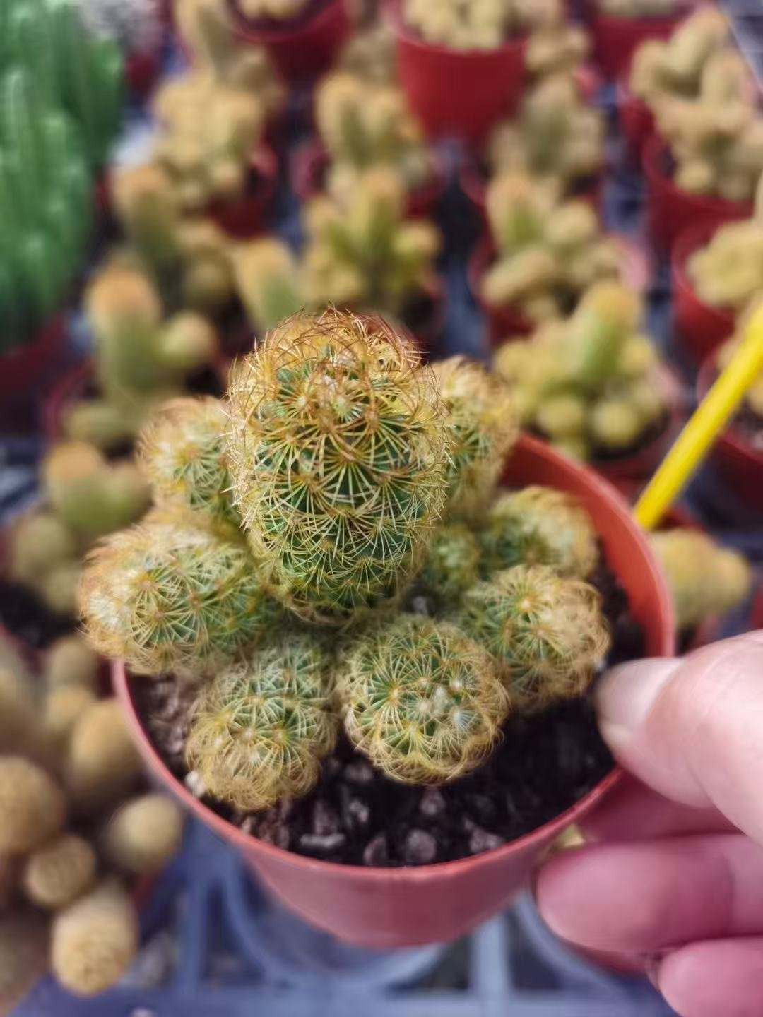 020Cleistocactus20winteri.jpg