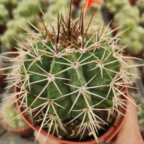 031. 021Mammillaria ‘Layered Cloud’