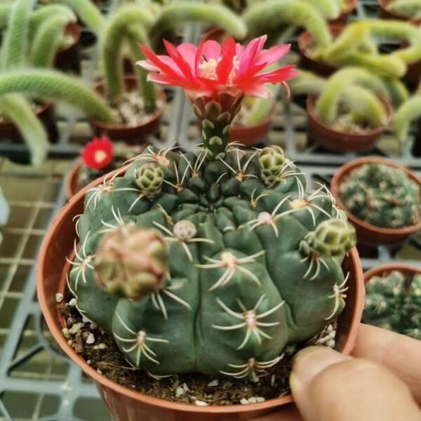046. 022Gymnocalycium ‘Fihua Ball’