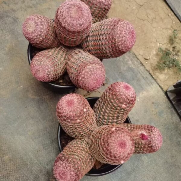 056. 023Mammillaria ‘Yellow Silverlight’