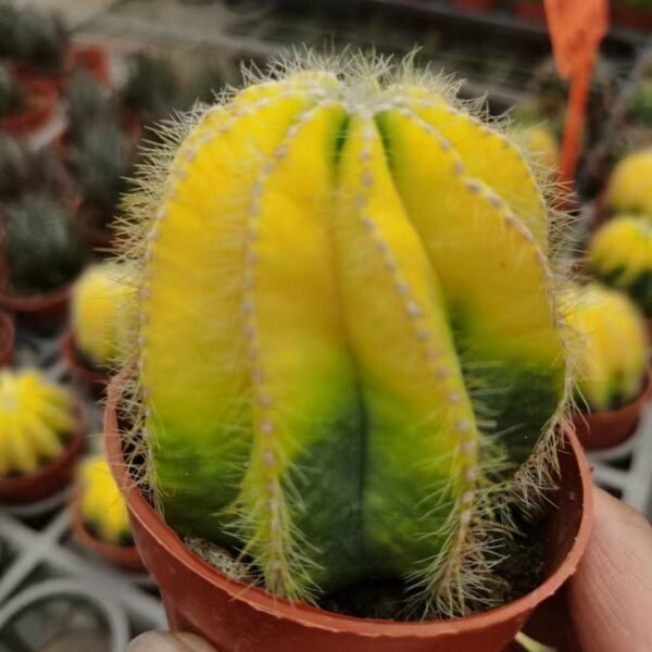 053. 024Ariocarpus ‘Ruiun Kikko’