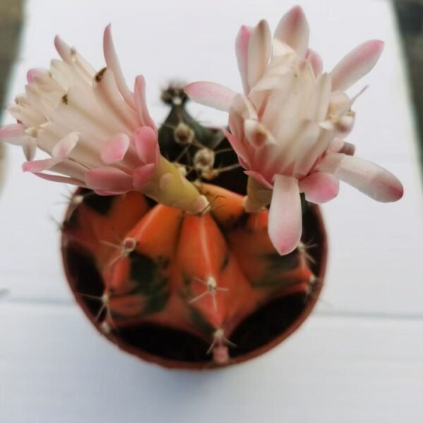 009. 025Myrtillocactus geometrizans