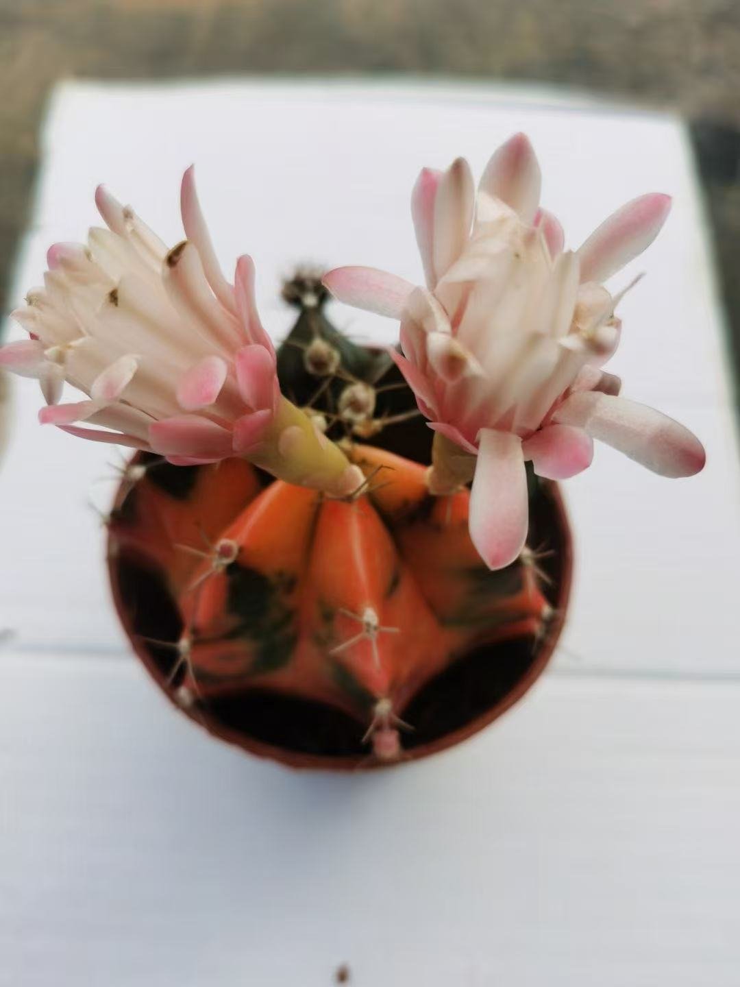 025Myrtillocactus20geometrizans.jpg