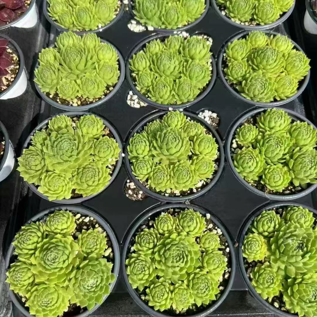 025Sempervivum20Chat.png