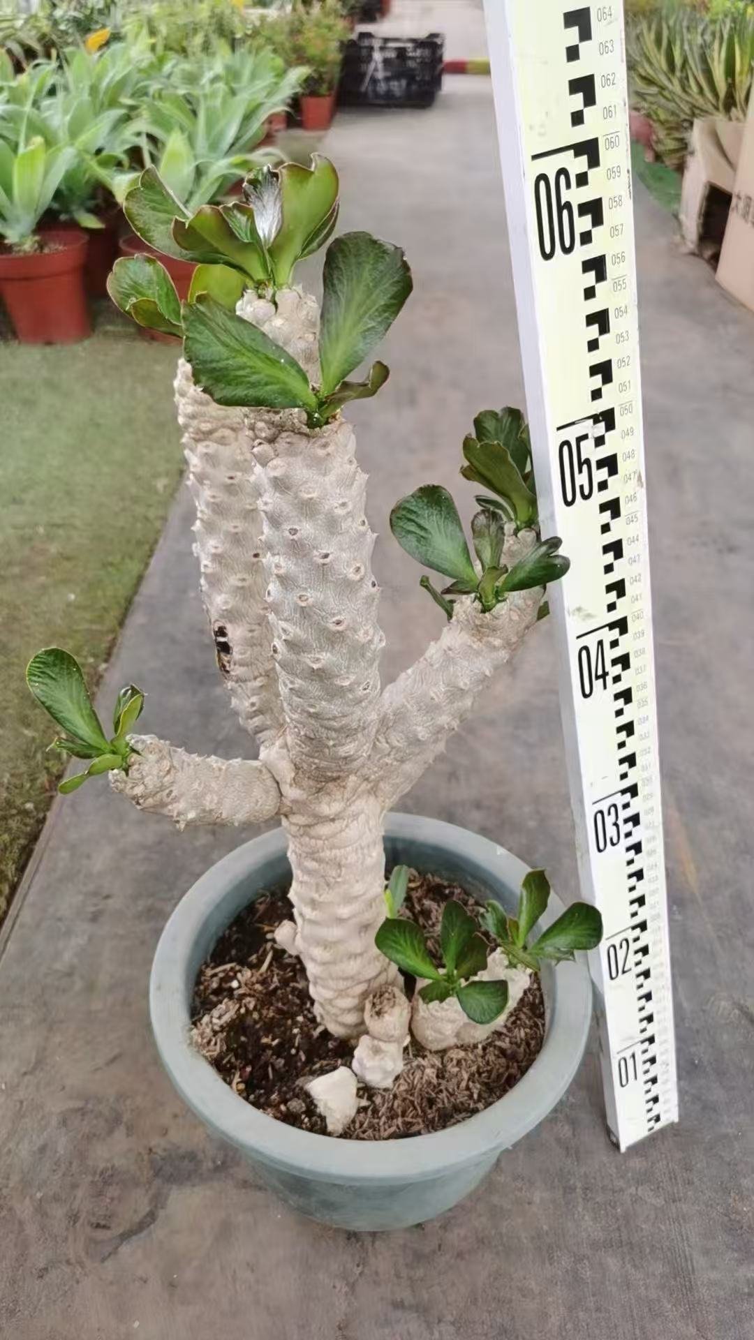027Echinocactus20grusonii.jpg