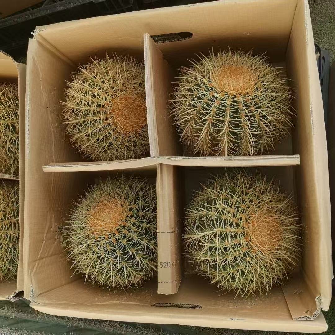 029Carnegiea20gigantea.jpg