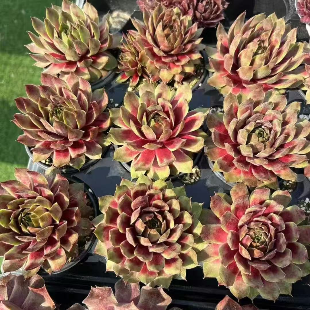 022. 029Sempervivum ‘Teddy’