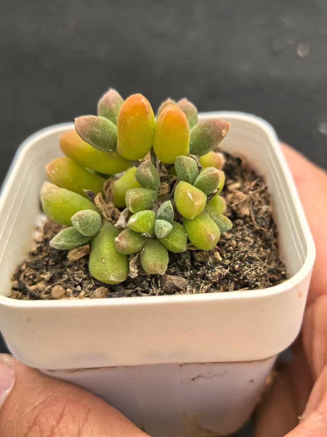 Ruschia sp. 'Silkworm'