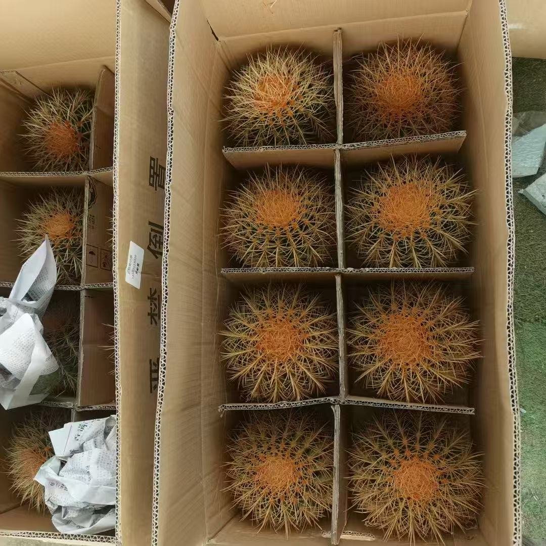 045. 030Gymnocalycium ‘Yellow Color Ball’