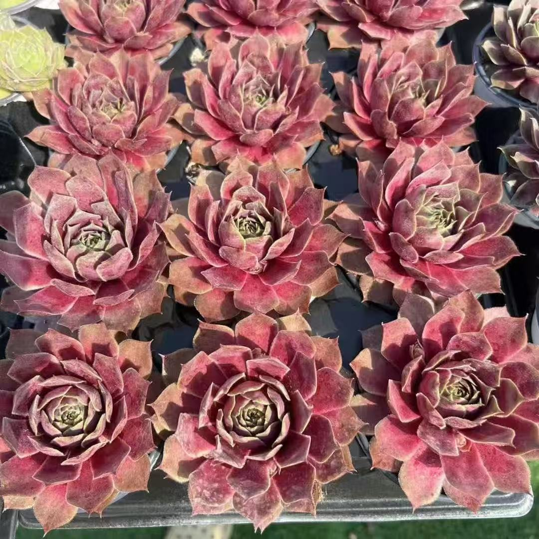 030Sempervivum20Gedaier.png