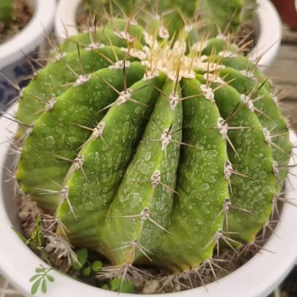 007. 031Gymnocalycium ‘Red Flower King’