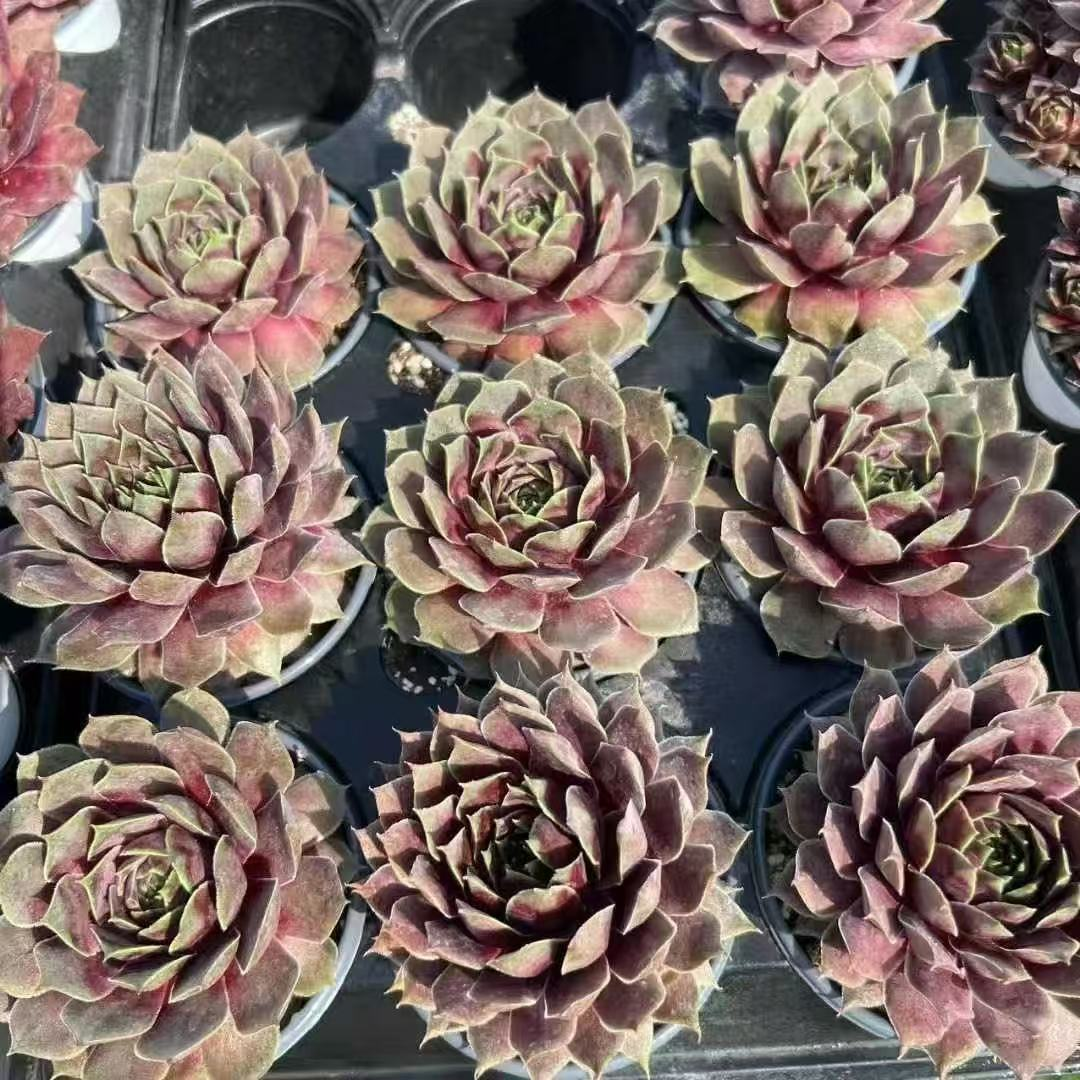 012. 031Sempervivum ‘Donarlusen’