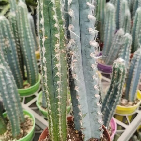 016. 032Astrophytum ‘Xuan Beauty’