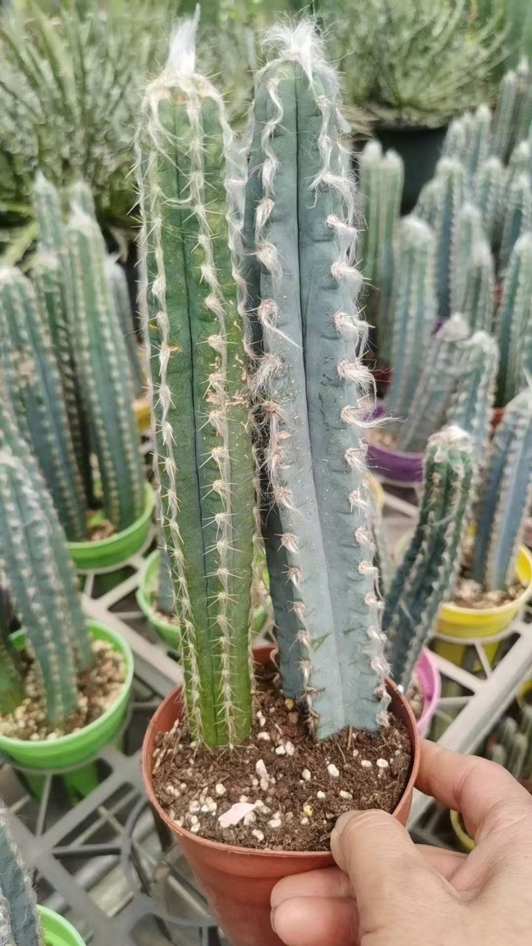 032Astrophytum20Xuan20Beauty.jpg