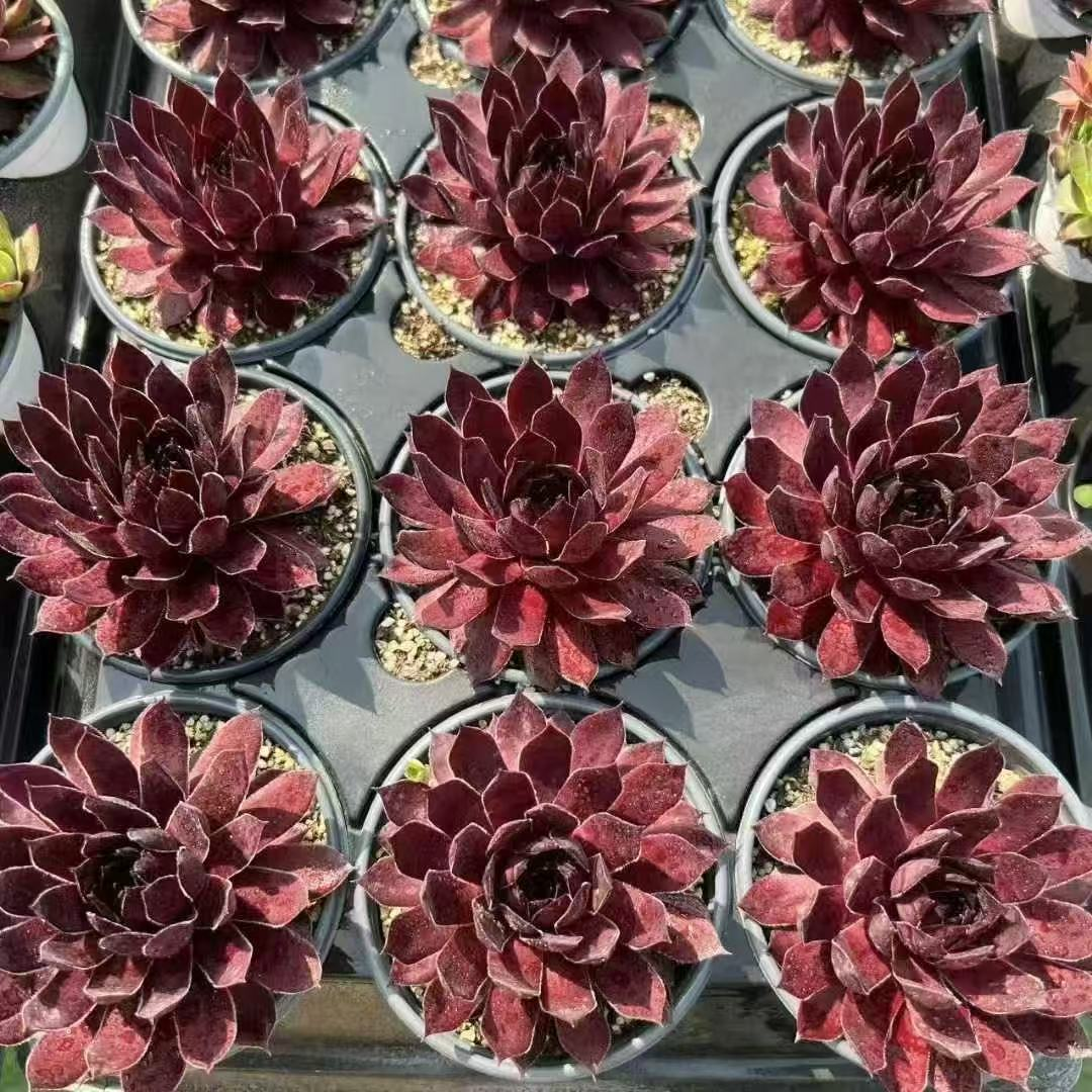026. 032Sempervivum ‘Dragon Blood’
